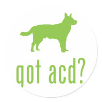 Australian Cattle Dog