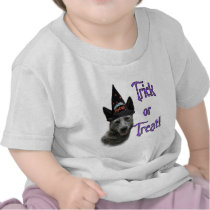 Australian Cattle Dog Trick