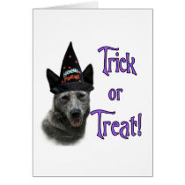 Australian Cattle Dog Trick