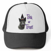 Australian Cattle Dog Trick