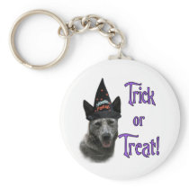 Australian Cattle Dog Trick