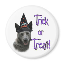 Australian Cattle Dog Trick