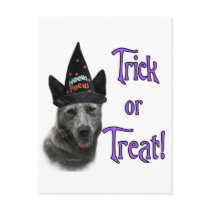 Australian Cattle Dog Trick