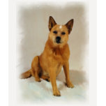 Australian Cattle Dog t-shirts