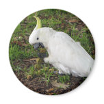 Australian Cockatoo magnets