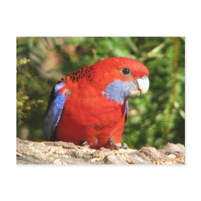 Australian Crimson Rosella Post Card by lisekool