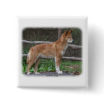 Australian Dingo 9Y209D-268 Pinback Button