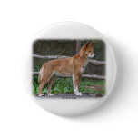 Australian Dingo 9Y209D-268 Button