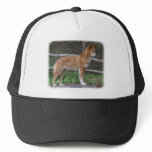 Australian Dingo 9Y209D-268 Hat
