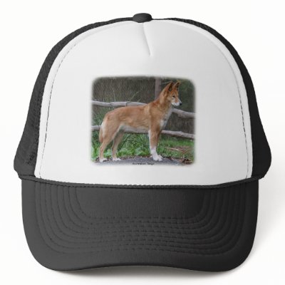 Australian Dingo 9Y209D-268 Hat by TraffordPhotos