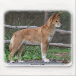 Australian Dingo 9Y209D-268 mousepads