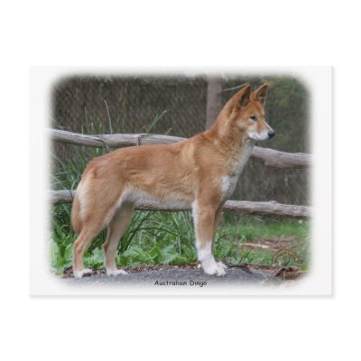 Australian Dingo 9Y209D-268 Post Card by TraffordPhotos