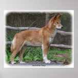 Australian Dingo 9Y209D-268 posters
