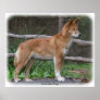 Australian Dingo 9Y209D-268 Poster