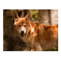 Australian dingo postcard