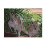 Australian Eastern Grey Kangaroo Postcards