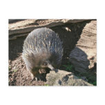 Australian Echidna Postcard