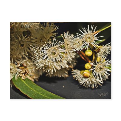 Australian Eucalyptus Flower & Fruit Postcard by StarK8tz