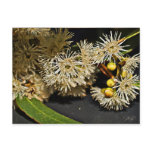 Australian Eucalyptus Flower & Fruit Postcard