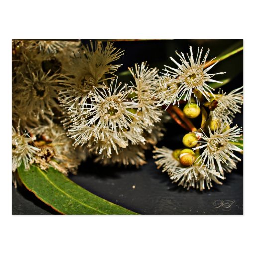 Australian Eucalyptus Flower & Fruit Postcard