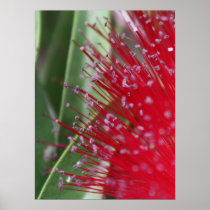 Australian Flora Print