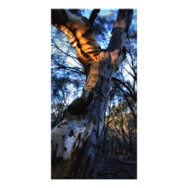 Australian Gum Tree Custom Photo Card