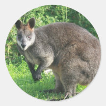 Australian Kangaroo Sticker