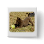 Australian Kelpie 9P022D-010 Pinback Buttons