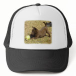 Australian Kelpie 9P022D-010 Hat