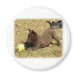 Australian Kelpie 9P022D-010 Refrigerator Magnets