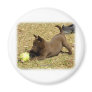Australian Kelpie 9P022D-010 Refrigerator Magnets