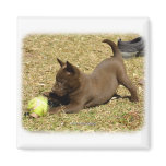 Australian Kelpie 9P022D-010 Refrigerator Magnet