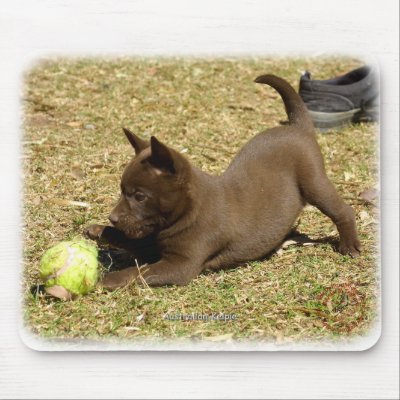 Australian Kelpie 9P022D-010 Mouse Pad by TraffordPhotos