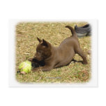 Australian Kelpie 9P022D-010 Postcards