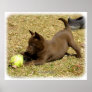 Australian Kelpie 9P022D-010 Poster