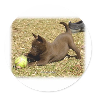 Australian Kelpie 9P022D-010 Sticker by TraffordPhotos