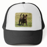 Australian Kelpie 9P022D-025 Hat
