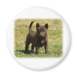 Australian Kelpie 9P022D-025 Refrigerator Magnets