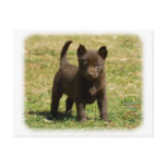 Australian Kelpie 9P022D-025 Postcards