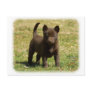 Australian Kelpie 9P022D-025 Postcards