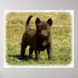 Australian Kelpie 9P022D-025 Print