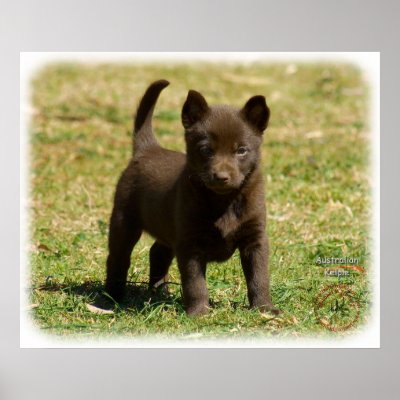 Australian Kelpie 9P022D-025 Print by TraffordPhotos