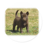 Australian Kelpie 9P022D-025 Stickers