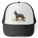 Australian Kelpie 9P21D-247 hats