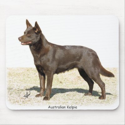Australian Kelpie 9P21D-247 Mouse Pads by TraffordPhotos