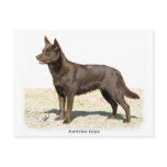 Australian Kelpie 9P21D-247 Post Cards