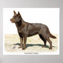 Australian Kelpie 9P21D-247 posters