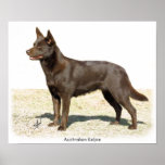 Australian Kelpie 9P21D-247 Print