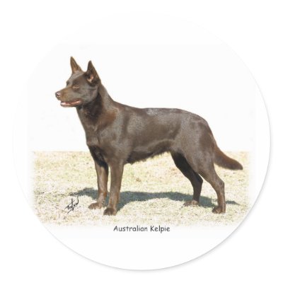 Australian Kelpie 9P21D-247 Stickers by TraffordPhotos