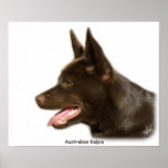 Australian Kelpie 9P24D-134 Print